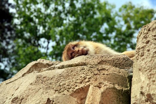 Macaque lying on rock and looking down on people. Rest.