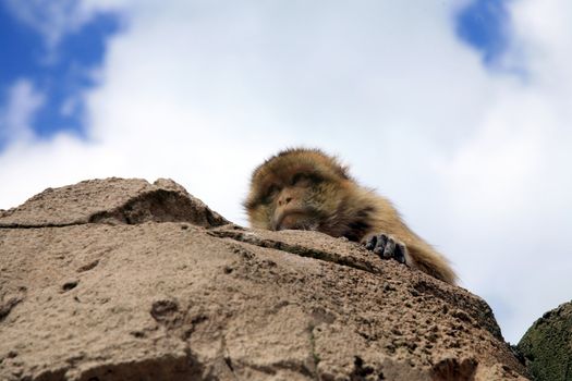 Macaque lying on rock and looking down. 