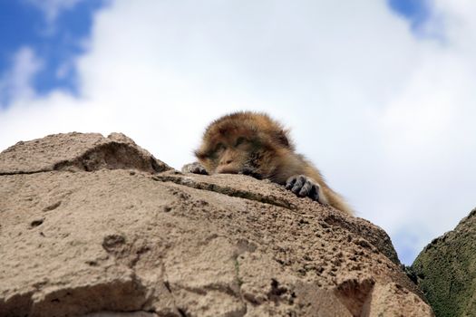 Macaque lying on rock and looking down. 