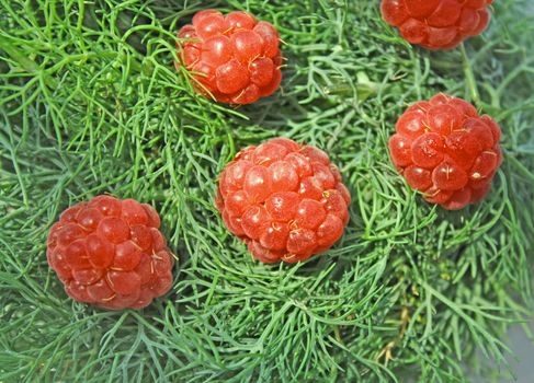 Juicy raspberries on the fresh fennel