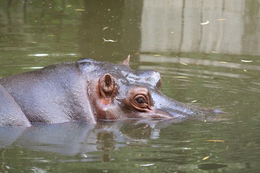 Hippopotamus sitting in the water