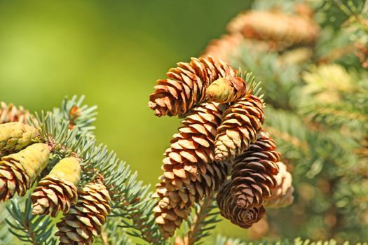 Close up of the cones shined by sun