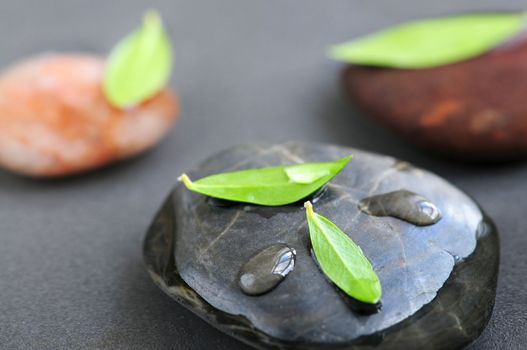 Stones submerged in water with green leaves and water drops