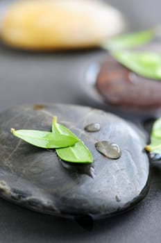 Stones submerged in water with green leaves and water drops