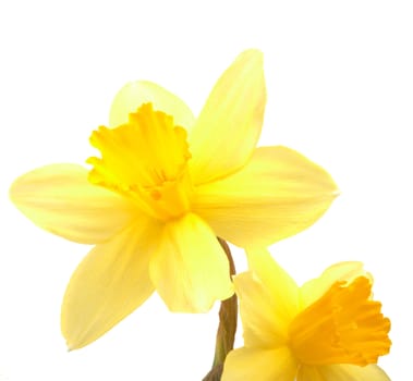 Spring flowers - narcissuses