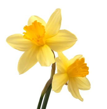 Spring flowers - narcissuses