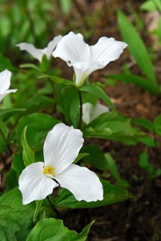 White Trillium blooming in woodlands -  Ontario provincial flower