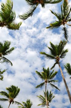 Tropical background of palm tree tops with blue sky