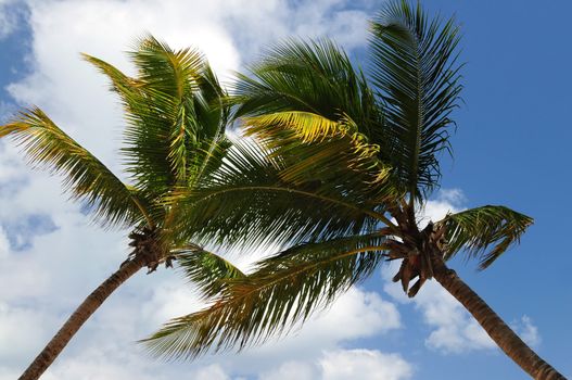 Two palm tree tops on blue sky background