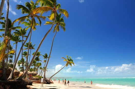 Tropical beach with palm trees on Caribbean island