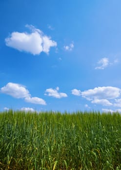 green pasture with blue sky and clouds