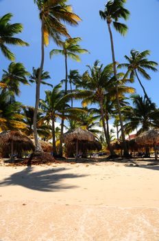 Tropical beach with palm trees and umbrellas on Caribbean island