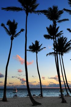 Palm trees silhouettes at sunrise at tropical resort