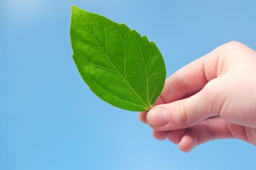 Hand holding fresh green leaf on blue background