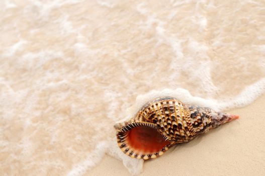 Seashell and ocean wave on sandy tropical beach