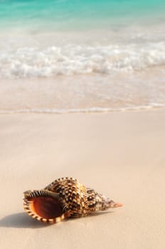 Seashell and ocean wave on sandy tropical beach