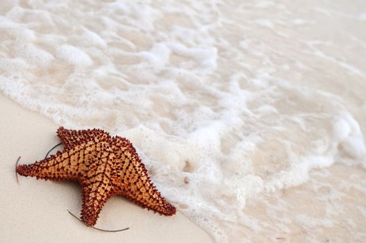 Starfish and ocean wave on sandy tropical beach 