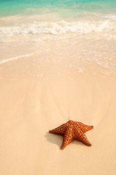 Starfish and ocean wave on sandy tropical beach