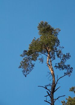 Pine on a background of the blue sky