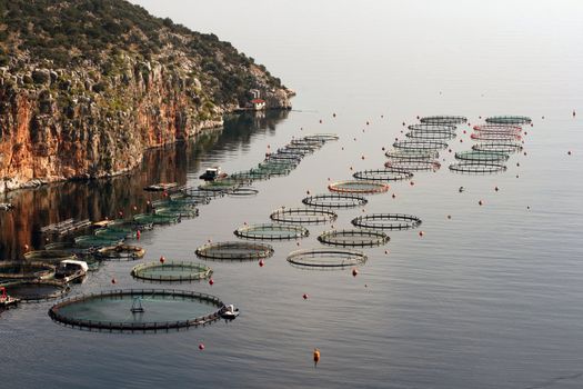 fish farm plant nature and industry concepts