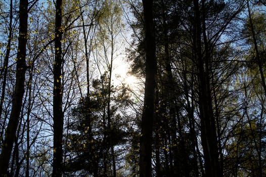 Wood to locking light of sun