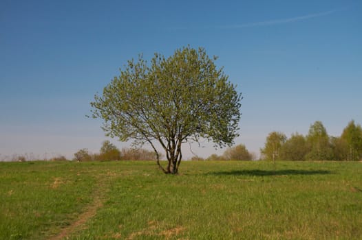 Tree on a background of a grass and the blue sky