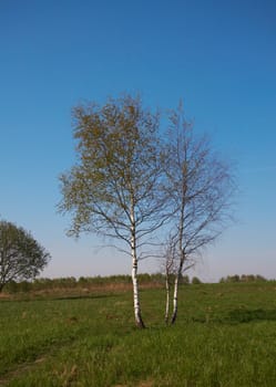 Tree on a background of a grass and the blue sky