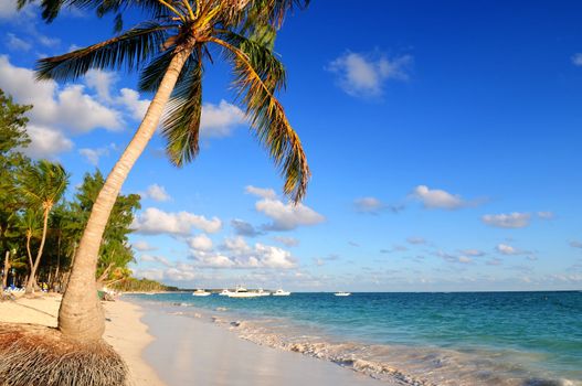 Tropical sandy beach with palm trees and fishing boats