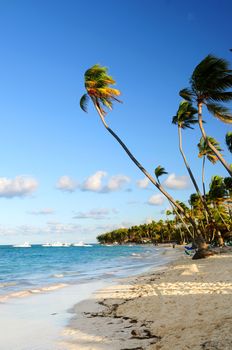 Tropical sandy beach with palm trees in Dominican republic