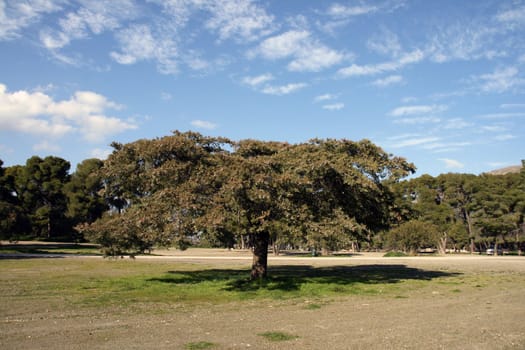 large tree and nature on sunny day 