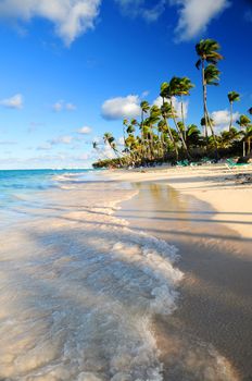 Tropical sandy beach with palm trees in Dominican republic