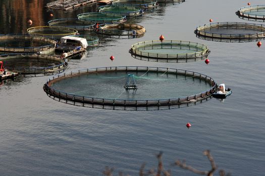 fish farm plant  nature and industry concepts