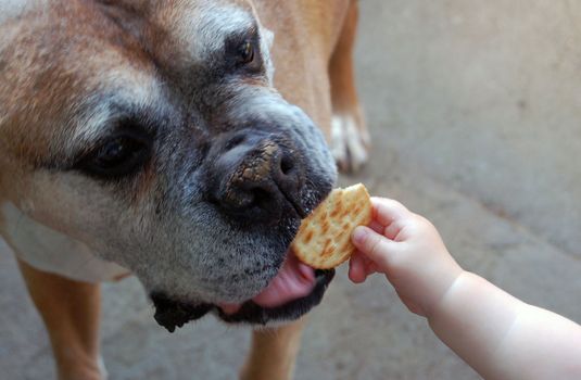 Dog stealing cracker from baby hand