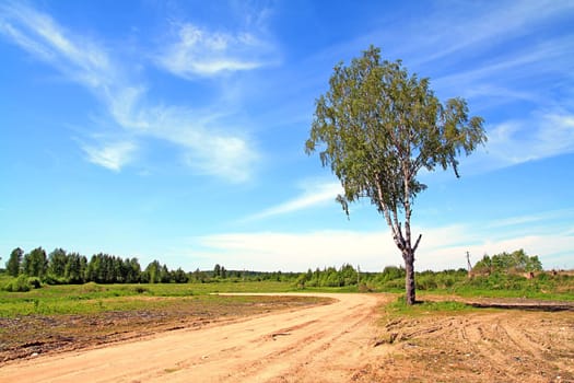 aging birch near rural road