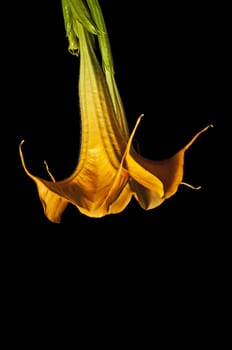 Brugmansia