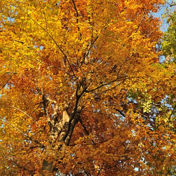 Beech tree covered with yellow fall leaves