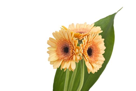 bunch of orange gerbera daisies