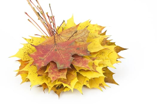 stacked maple leaves isolated on white background 