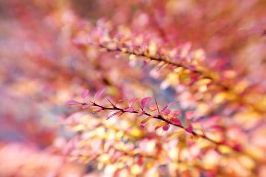 branch of berberis