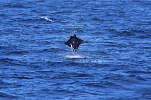 Manta ray jumping out of the water on Galapagos