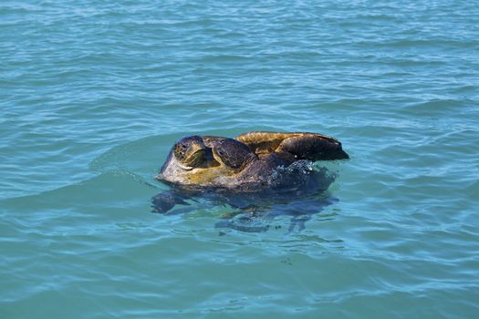 Mating game of two green sea turtles in Galapagos