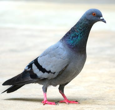 a street pigeon