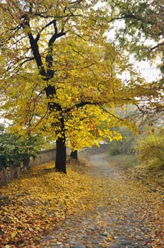 Walk road in countryside covered with fallen leaves