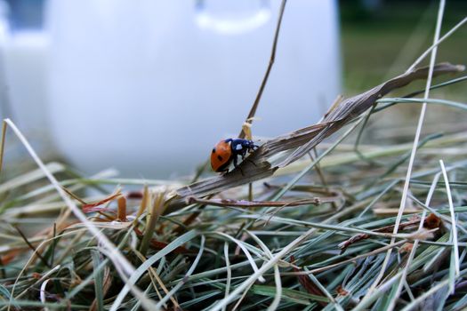 Zoomed foto of ladybug crawling on grass reed