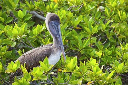 Pelican resting in the mangrove trees on Galapagos
