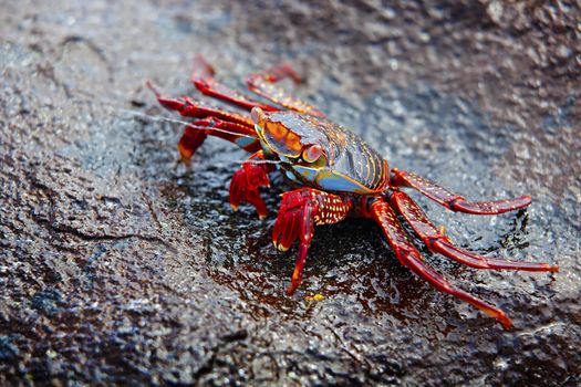 A Sally lightfoot crab expelling salt water from his exoskeleton