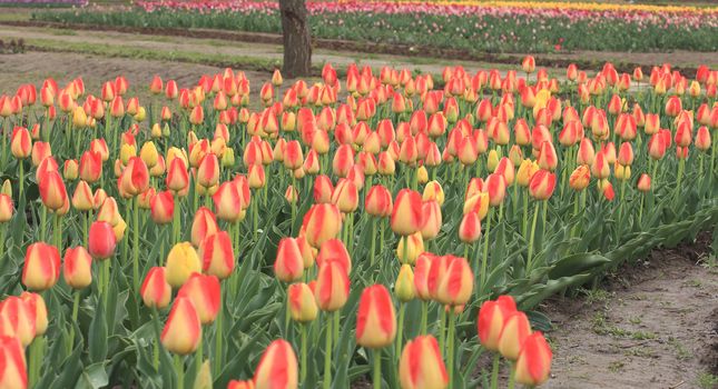 Colorful tulips garden in Srinagar, Kashmir, India.