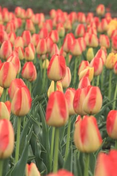 Colorful tulips garden in Srinagar, Kashmir, India.