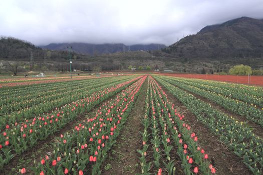 Colorful tulips garden in Srinagar, Kashmir, India.