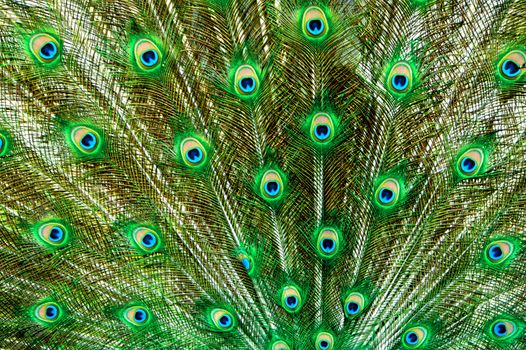 Peacock Tail Feathers in Green and Blue